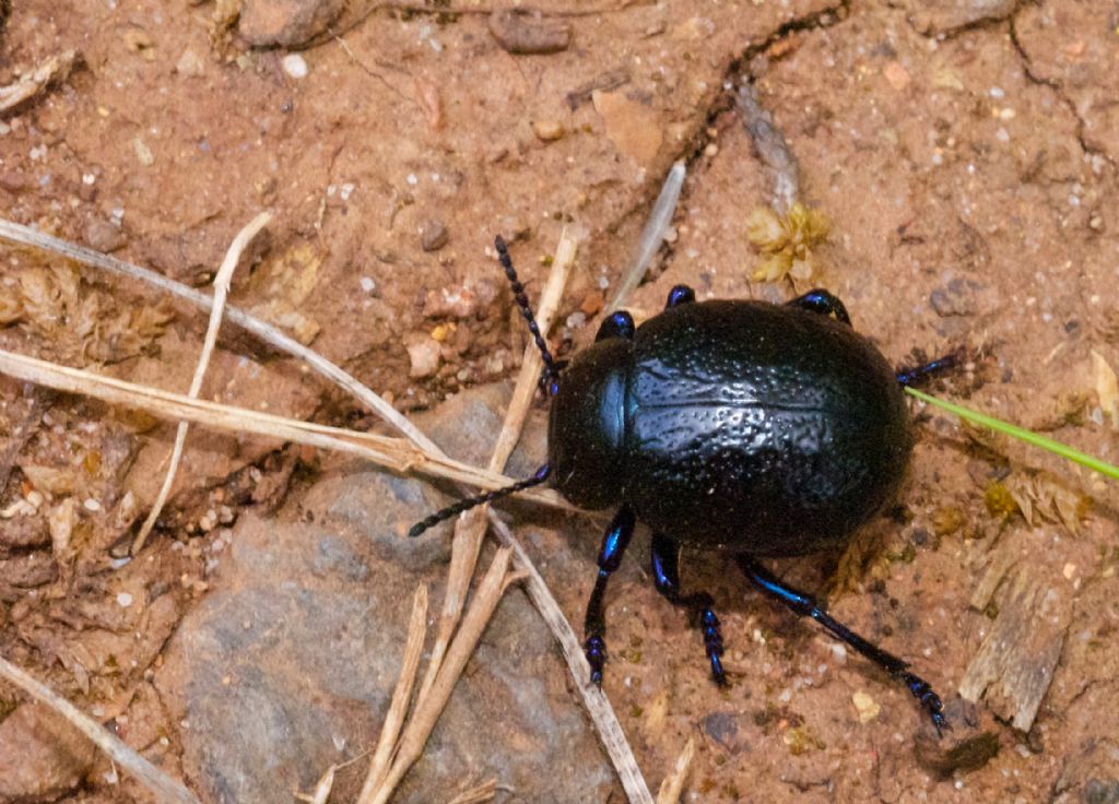 Chrysomelidae: Timarcha sardea